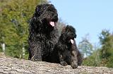 BOUVIER DES FLANDRES 146